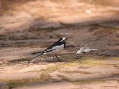 Motacilla alba alboides