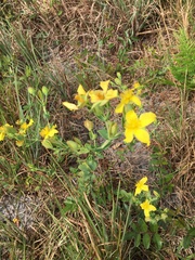 Hypericum tetrapetalum