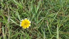 Layia chrysanthemoides