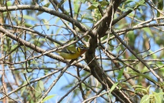 Pteruthius melanotis