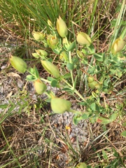 Hypericum tetrapetalum