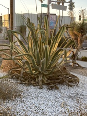 Agave
