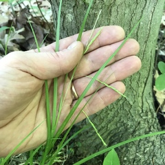 Carex debilis debilis