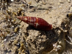Mitridae