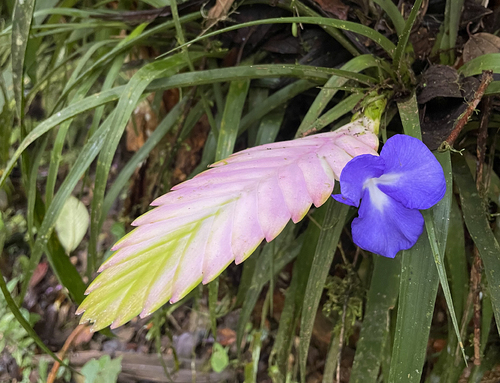 Wallisia cyanea