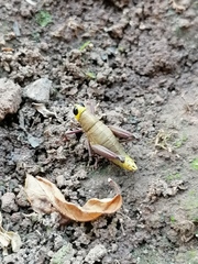 Thamithericles birunga