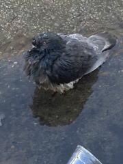 Columba livia