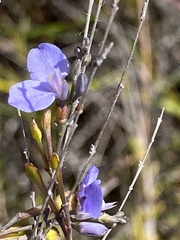 Comesperma defoliatum