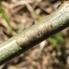 Parthenolecanium quercifex