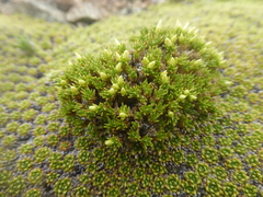 Colobanthus lycopodioides