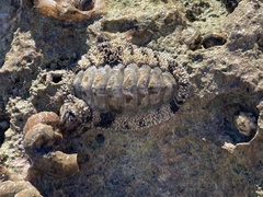 Acanthopleura