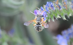 Anthidium chilense