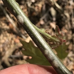 Parthenolecanium quercifex