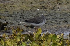 Tringa flavipes