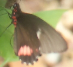 Parides erithalion