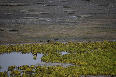 Tringa flavipes