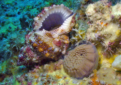 Dulcerana affinis