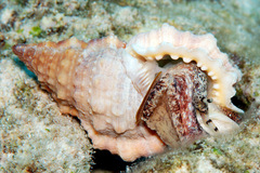 Dulcerana affinis