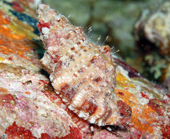 Dulcerana affinis