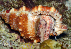 Dulcerana affinis