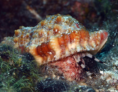 Dulcerana affinis