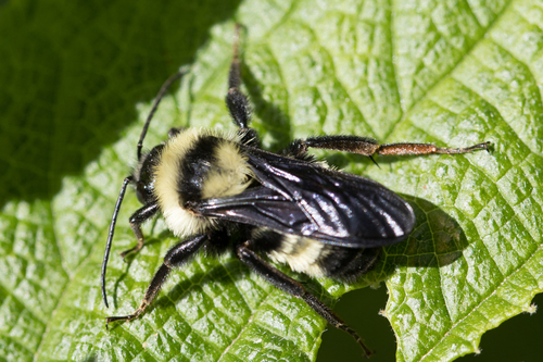 Paulista Bumble Bee photo 4