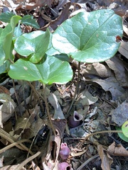 Hexastylis rhombiformis