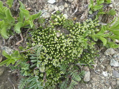 Arenaria serpens