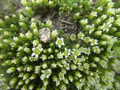 Arenaria serpens