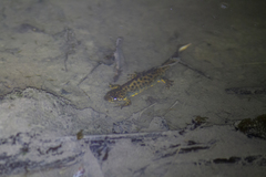 Triturus karelinii