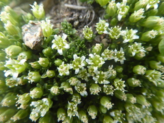 Arenaria serpens