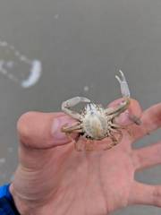 Persephona aquilonaris