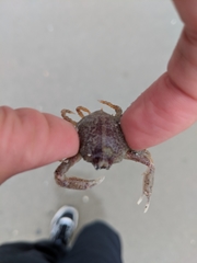 Persephona aquilonaris