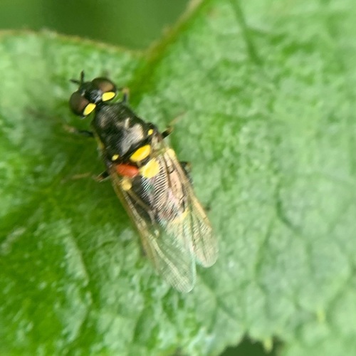 Twin-spotted Major, Amsterdam Nieuw-West, Amsterdam, Nederland, photo 8 of 10