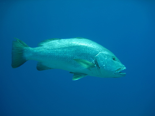 Pacific Cubera Snapper