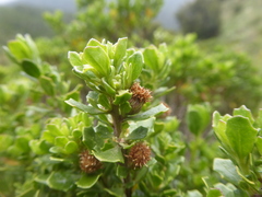 Baccharis neaei