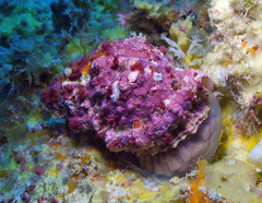 Dulcerana affinis