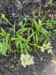Melanthiaceae