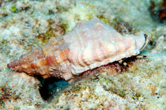 Dulcerana affinis