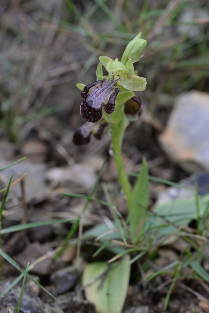 Ophrys forestieri × speculum
