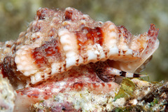 Dulcerana affinis
