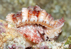 Dulcerana affinis