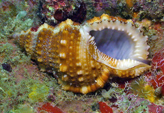 Dulcerana affinis