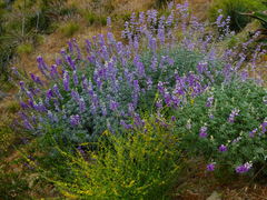 Lupinus paynei
