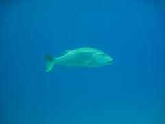 Lutjanus novemfasciatus