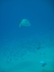 Lutjanus novemfasciatus