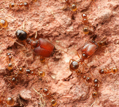 Pheidole tepicana