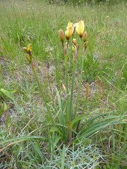 Zephyranthes araucana