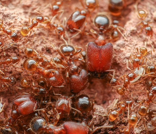 Pheidole tepicana Pergande, 1896
