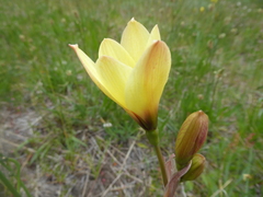 Zephyranthes araucana